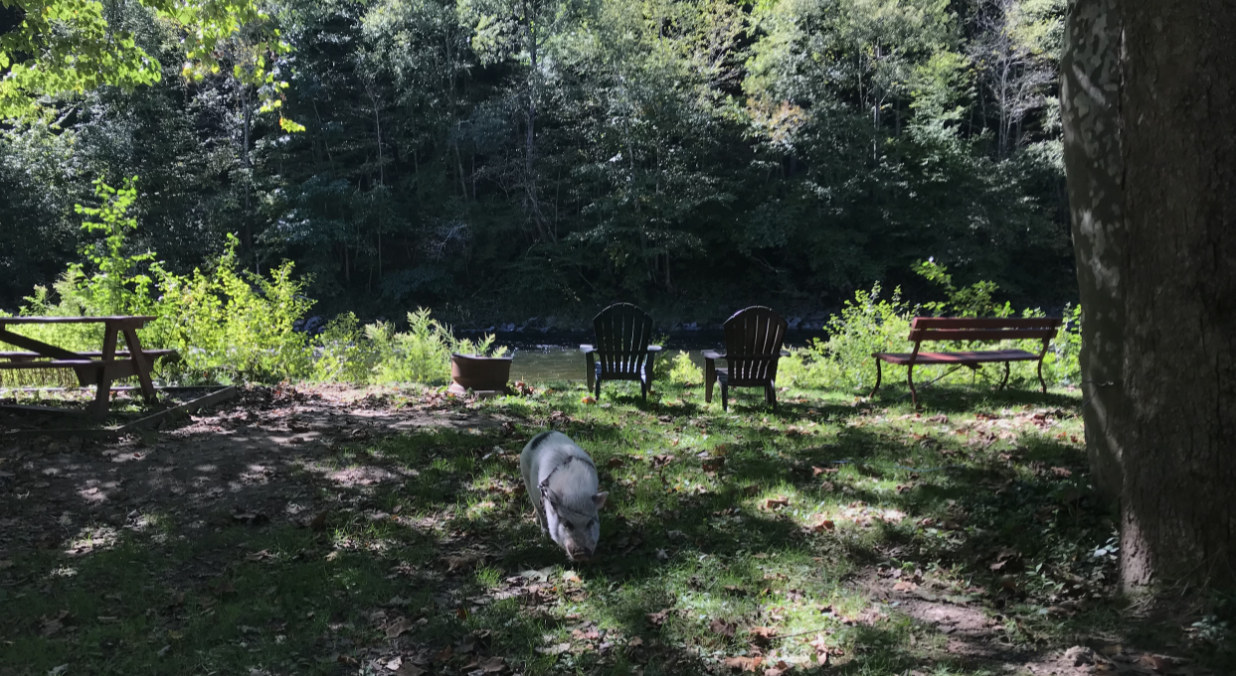 pig on a campsite