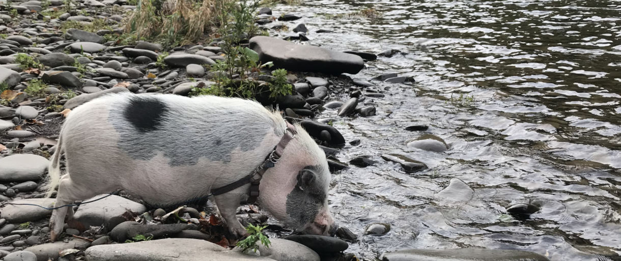 pig by the river